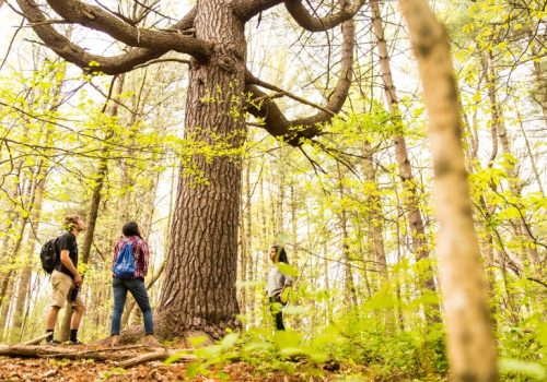 Students looking up the trunk of a tree